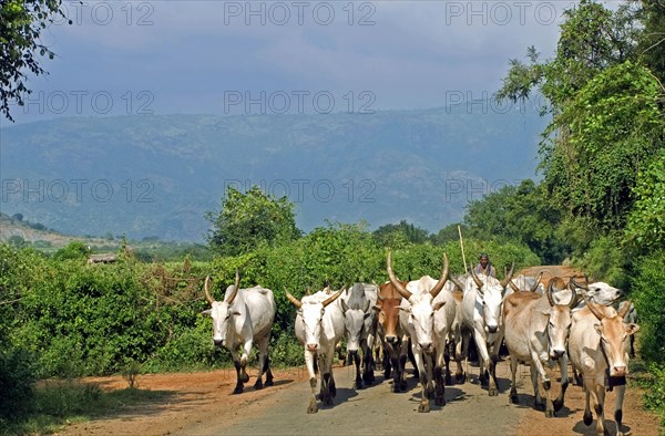 Domestic cattle