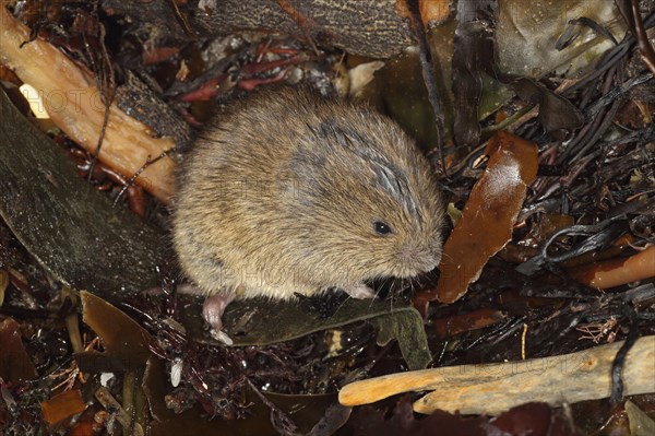 Field vole