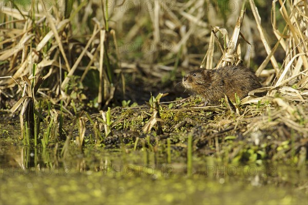 Eastern vole