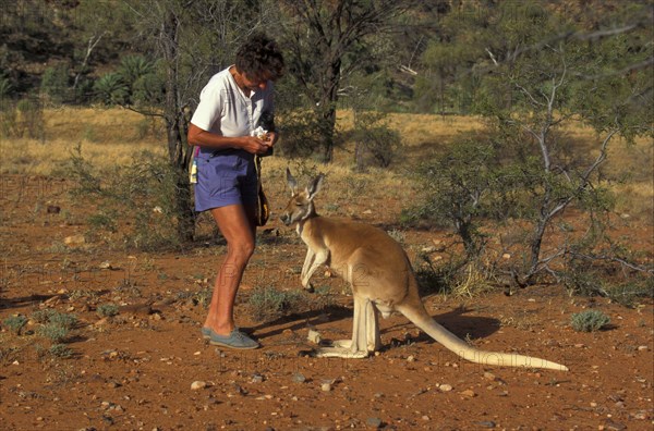 Red kangaroo