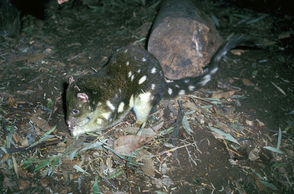 Giant marsupial