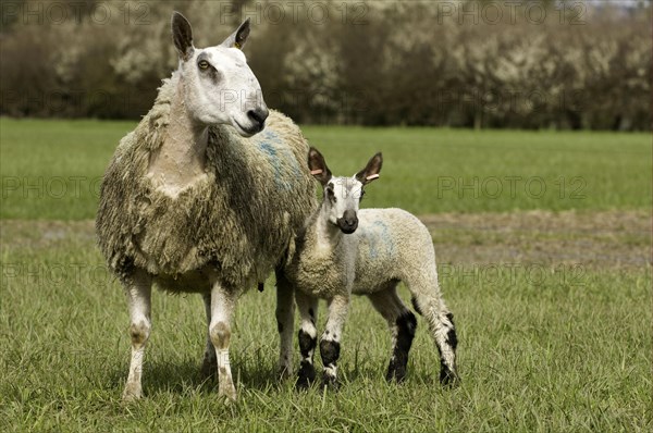 Domestic sheep