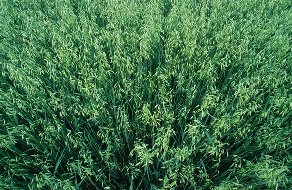 Harvest of common oat