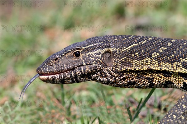 Nile monitor