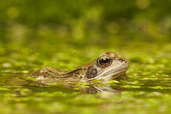 Common Frog