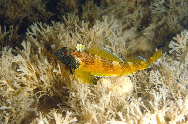 Black-faced blennies