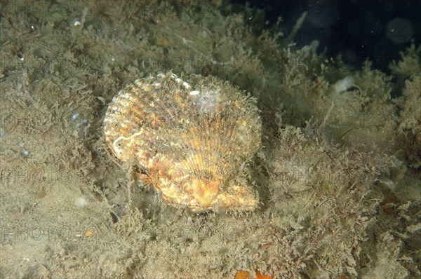 Variegated Scallop
