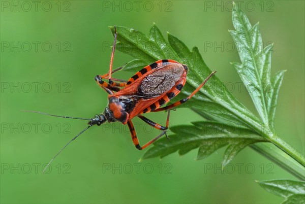 Red Assassin Bug