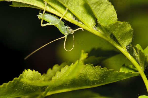 Oak bush-crickets