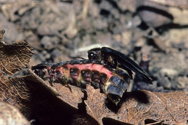 Common Glow-worm