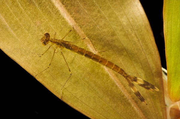 Emerald damselfly