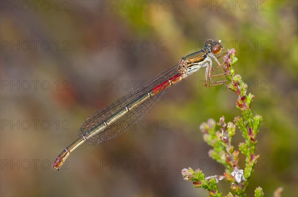 Scarlet damselfly