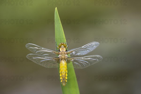 Broad-bodied Chaser