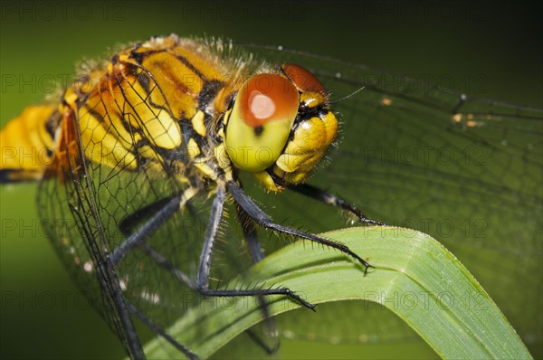 Ruddy ruddy darter