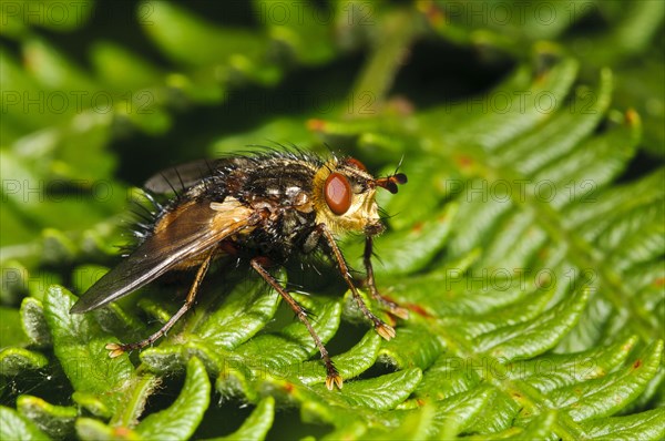 Tachinid fly