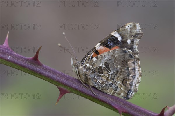 Canary red admiral