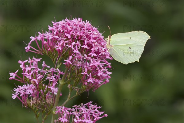 Adult brimstone