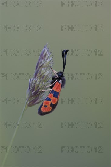 Burnet Moth