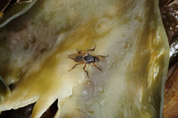 Bristle-legged kelp fly