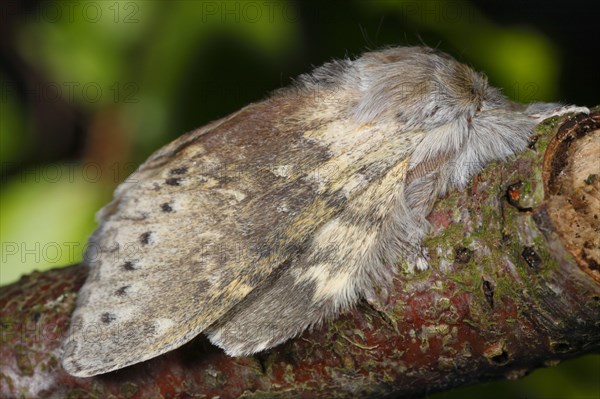 Lobster moth