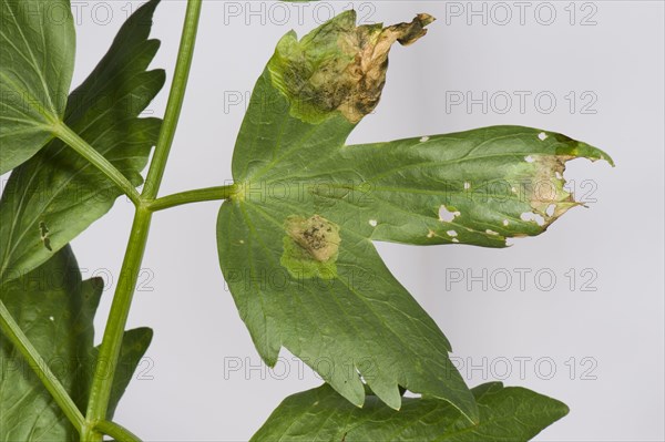 Lovage leaf miner