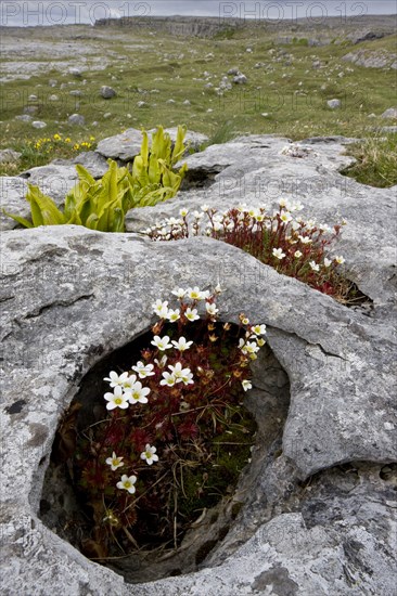 Irish saxifrage