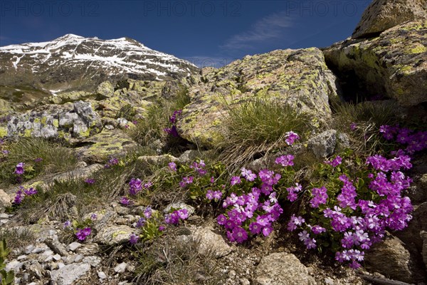 Hairy Primrose