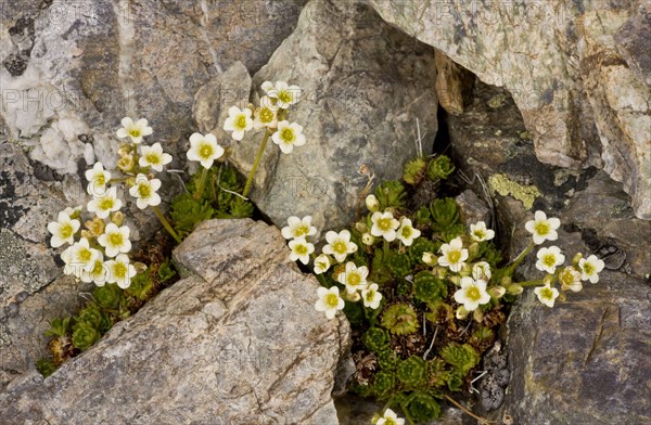 Musky Saxifrage