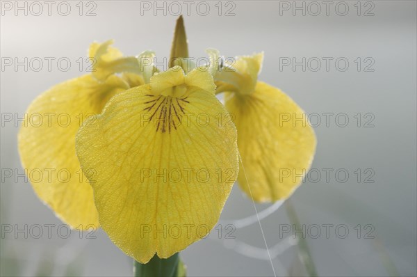 Yellow Iris