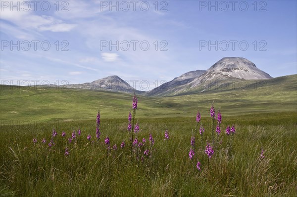 Flowering foxglove with the porridge from the Jurassic in the back