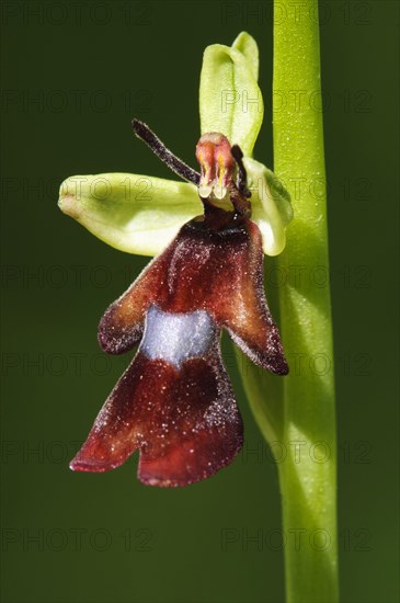 Fly Orchid