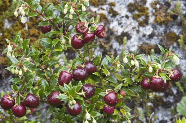 Prickly heather