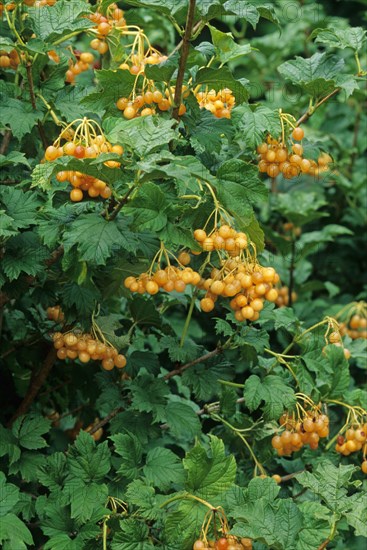 Guelder Rose