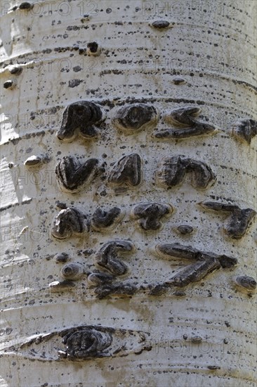 Graffiti carved on Aspen tree