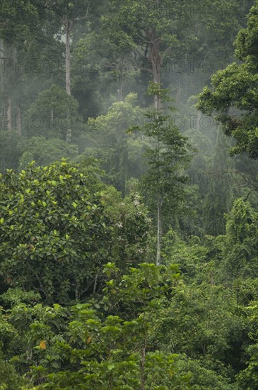 View of rainforest trees in mist