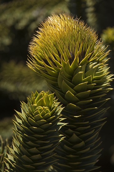 Monkey Puzzle