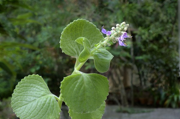 Flowering Indian borage