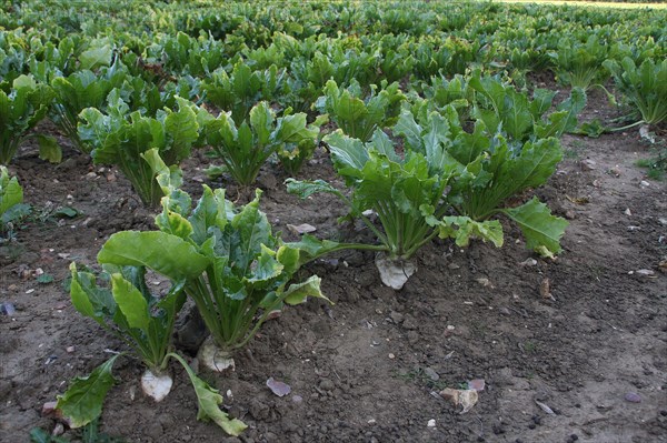 Sugar beet