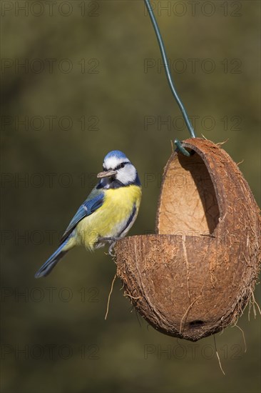 Eurasian blue tit