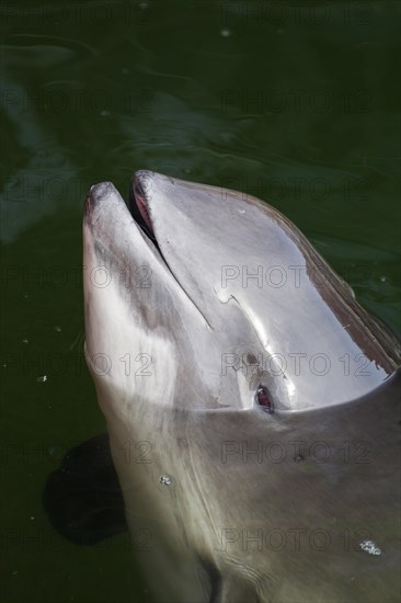 Harbour porpoise