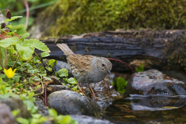 Dunnock