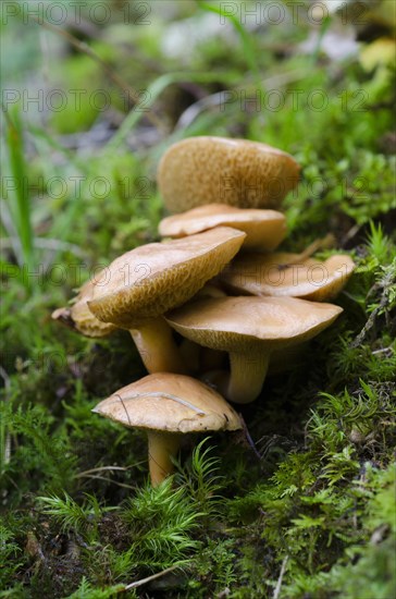 Suillus bovinus