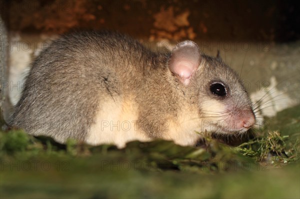 Edible or Fat Dormouse