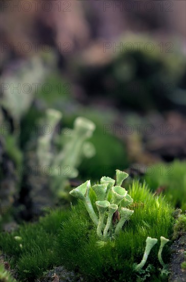 Cup lichen