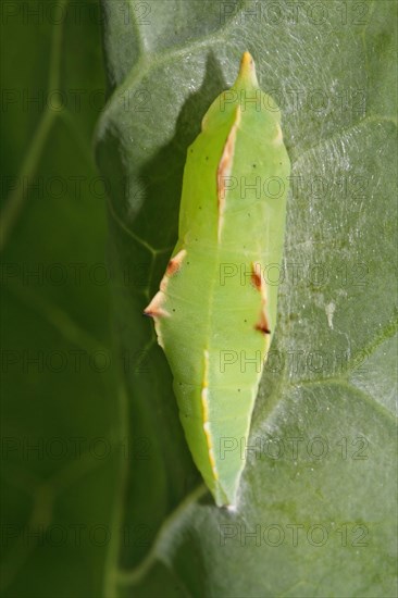 Small cabbage white butterfly