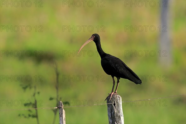 Bare-faced ibis