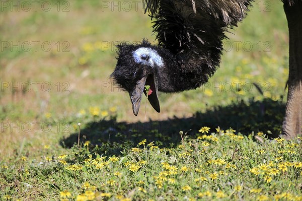 Emu