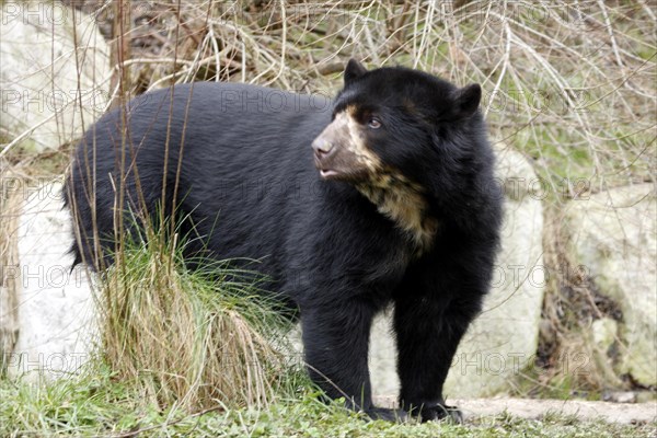 Spectacled bear