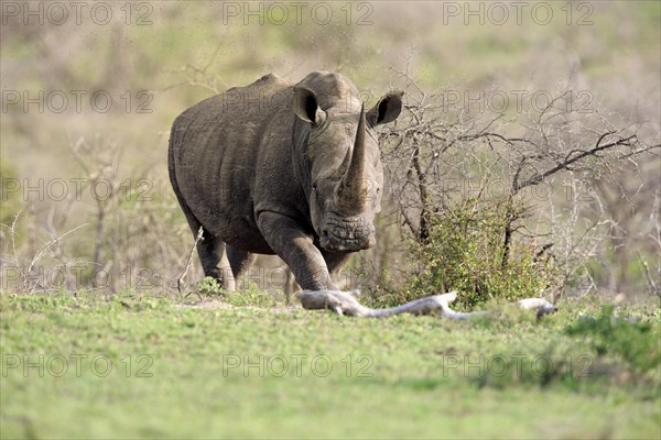 White rhinoceros