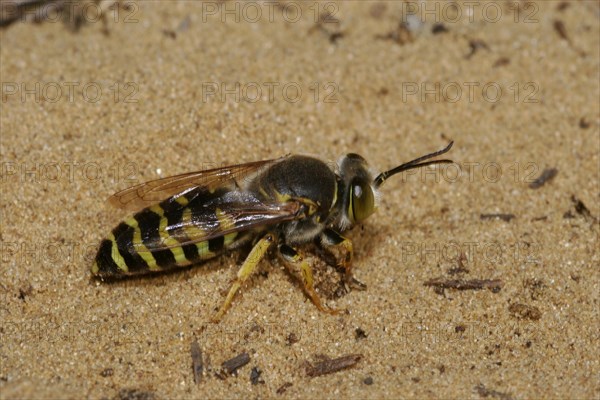 Beaked gyro wasp